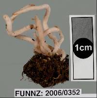 Clavaria rubicundula image