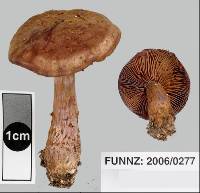 Cortinarius cupreonatus image