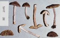 Inocybe albovestita image