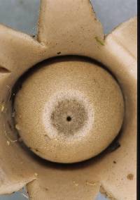 Geastrum lageniforme image