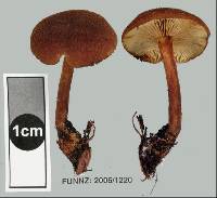 Gymnopilus ferruginosus image