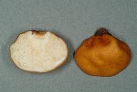 Cortinarius peraurantiacus image