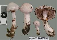 Cortinarius cycneus image