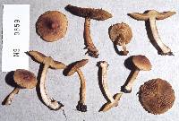 Inocybe luteobulbosa image