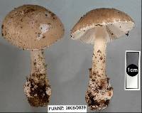 Amanita taiepa image