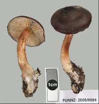 Cortinarius eutactus image