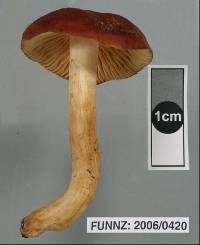 Cortinarius collybianus image