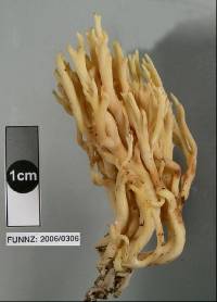 Ramaria lorithamnus image