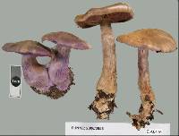 Cortinarius ionomataius image