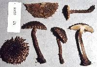 Inocybe strobilomyces image