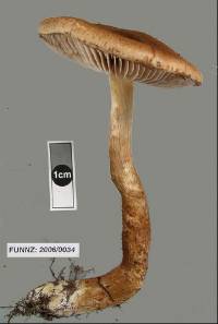 Cortinarius castoreus image
