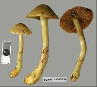 Dermocybe canaria image