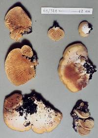 Crepidotus praecipuus image