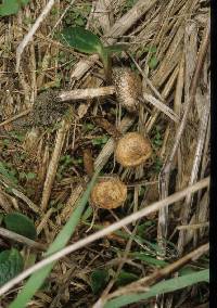 Tulostoma simulans image