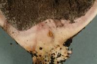 Scleroderma cepa image