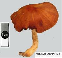 Cortinarius collybianus image