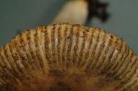 Russula acrolamellata image