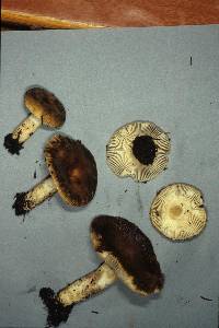 Russula acrolamellata image