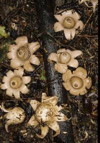 Geastrum lageniforme image