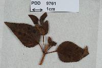 Aecidium paramense image