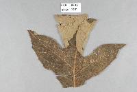 Image of Aecidium bocconiae