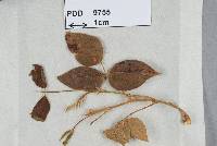 Aecidium medellinense image