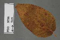 Uredo eupatoriorum image