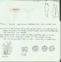 Russula umerensis image