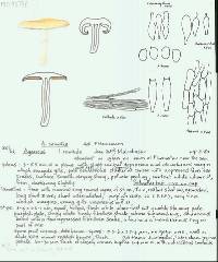 Agaricus semotus image