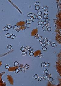 Entoloma gasteromycetoides image