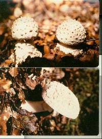 Amanita australis image