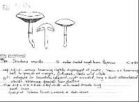 Stropharia coronilla image