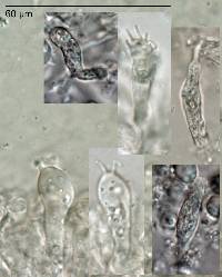 Gymnomyces parvisaxoides image