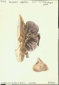 Auricularia polytricha image