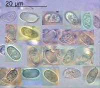 Tricholomopsis ornaticeps image