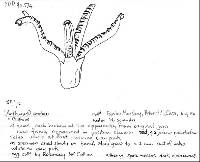 Clathrus archeri image