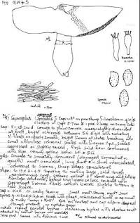 Phaeolepiota aurea image