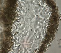 Cortinarius epiphaeus image