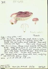 Russula pudorina image