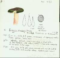 Russula atrovirens image