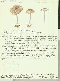 Entoloma decolorans image