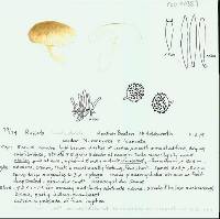 Russula multicystidiata image