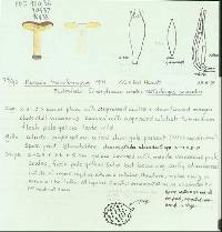 Russula tricholomopsis image