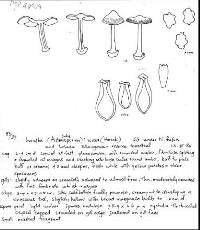 Inocybe asterospora image