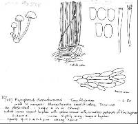 Hygrophorus chromolimoneus image