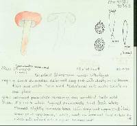 Macowanites carmineus image