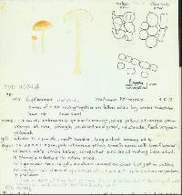 Cystoderma clastotrichum image