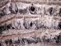 Daldinia dennisii var. microspora image