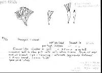 Stereopsis hiscens image