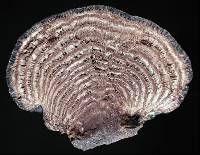 Daldinia novae-zelandiae image